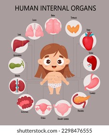 Cuerpo humano anatómico. Infografía con una linda chica. Diagrama visual de los órganos internos femeninos sanos, nombres y ubicaciones. Afiche médico al estilo de las caricaturas. Concepto médico y biológico, colección de niños