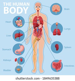 Anatomy of the human body information infographic illustration