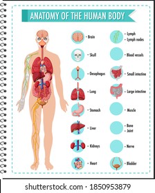 Anatomy of the human body information infographic illustration