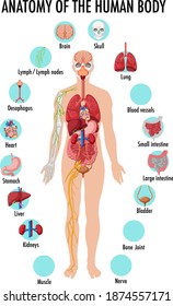 Anatomy of the human body information infographic illustration