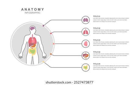 Anatomia do corpo humano informação ilustração infográfica pode ser usado em salas de aula para facilitar discussões sobre a biologia humana, anatomia e saúde.