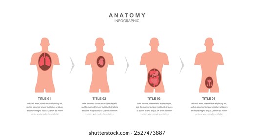 Anatomia do corpo humano informação ilustração infográfica pode ser usado em salas de aula para facilitar discussões sobre a biologia humana, anatomia e saúde.