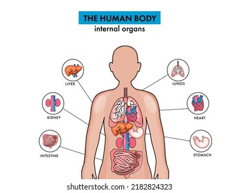 Anatomy Of The Human Body Internal Organs On White Background.