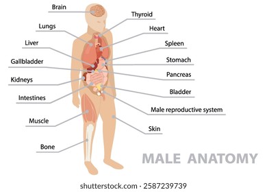 Anatomy of human body with internal organs. Infographic poster. Respiratory, digestive, reproductive, cardiovascular systems, bones and muscles. Male. Isometric flat banner, vector 10.