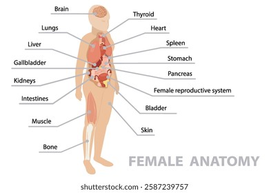 Anatomy of human body with internal organs. Infographic poster. Respiratory, digestive, reproductive, cardiovascular systems, bones and muscles. Female. Isometric flat banner, vector 10.