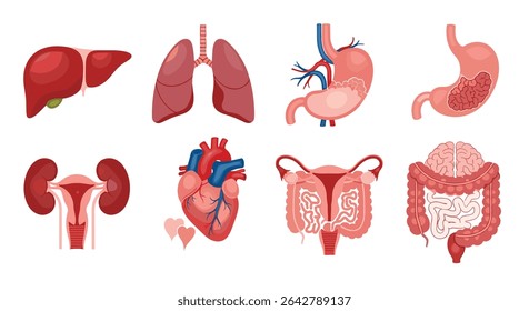 Anatomia de órgãos internos do corpo humano Conjunto de ilustrações Pulmões do fígado Estômago Coração Intestino