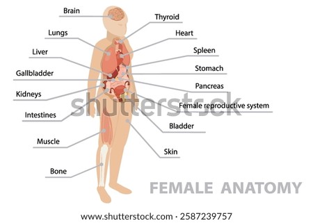 Anatomy of human body with internal organs. Infographic poster. Respiratory, digestive, reproductive, cardiovascular systems, bones and muscles. Female. Isometric flat banner, vector 10.
