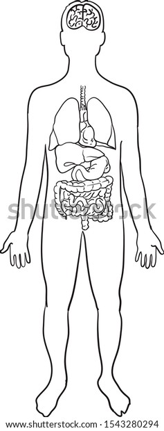 Anatomy Human Body Internal Organs Stock Vector (Royalty Free ...