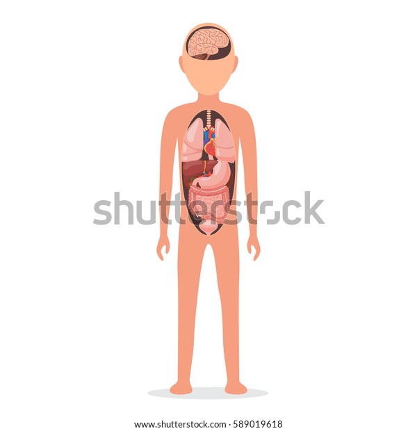 Anatomie Du Corps Humain Avec Des Image Vectorielle De Stock Libre De Droits