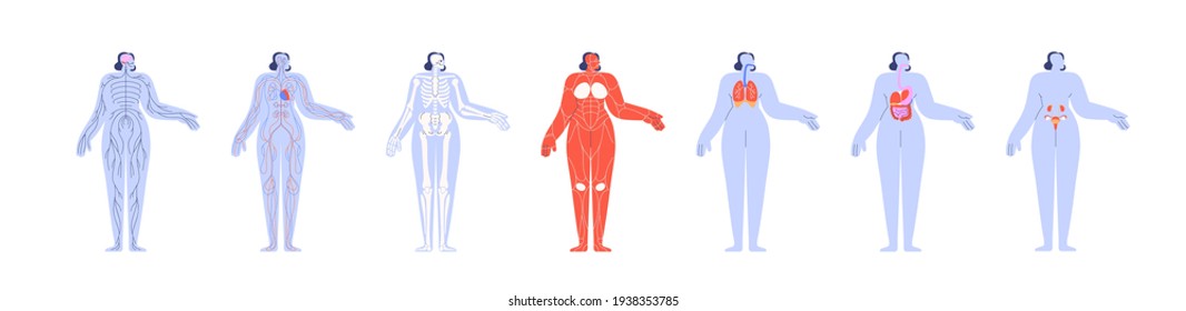 Anatomy of human body and its internal structures. Female nervous, circulatory, skeletal, muscular, respiratory, digestive and urinary systems. Flat vector illustration isolated on white background