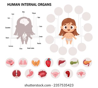 Anatomy human body. Kids cartoon medical infographics. Cute girl and visual scheme internal female organs characters, names and locations. Vector illustration. Educational biological horizontal poster