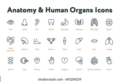 Anatomy Human Body Organs Biology Minimal Flat Line Stroke Icon Set. Stomach, kidneys, rib cage, brain, intestine, spleen, uterus, liver, lungs, spine, throat, heart. 