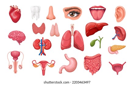 Anatomy of human body set vector illustration. Cartoon isolated healthy internal organs of digestive, urinary, male and female reproductive system, sense organs and brain in medical collection