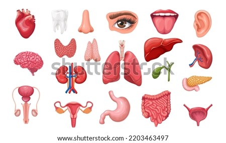Anatomy of human body set vector illustration. Cartoon isolated healthy internal organs of digestive, urinary, male and female reproductive system, sense organs and brain in medical collection