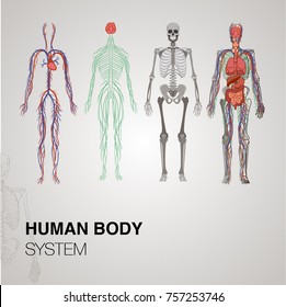 anatomía de los sistemas corporales humanos