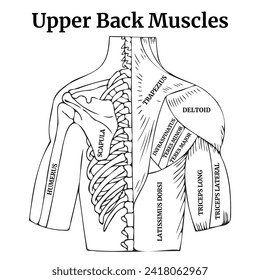 Anatomía del cuerpo humano. Músculos de la parte superior de la espalda. Torso humano con líneas negras, boceto. Afiche médico, diagrama. Ilustración del vector