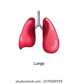 anatomy of the human body vector art illustration
