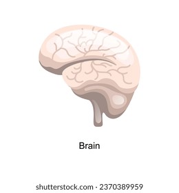 anatomy of the human body vector art illustration