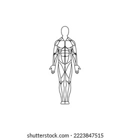 Anatomy of the Human Body, vector illustration on white background
