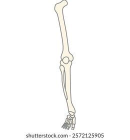 anatomy human bone and muscles