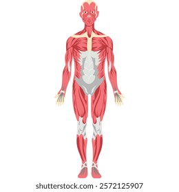 anatomy human bone and muscles