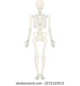 anatomy human bone and muscles