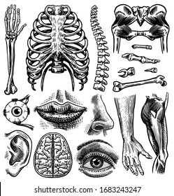 Anatomy of human bones and muscles set. Organ systems. Body and Thorax and pelvis, heart and brain, eye and spine, sensory cortex collection. Leg and arm. Hand drawn engraved biology illustration.