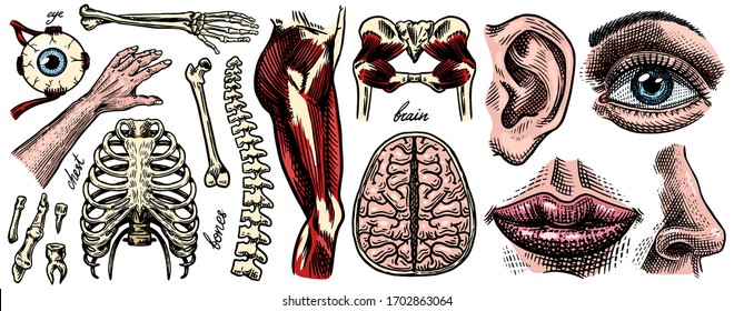 Anatomy of human bones and muscles set. Organ systems. Body and Thorax and pelvis, heart and brain, eye and spine, sensory cortex collection. Leg and arm. Hand drawn engraved biology illustration.