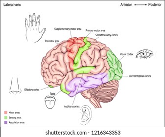 anatomía del cerebro humano. zonas de la corteza cerebral. anatomía del sistema nervioso central. la ubicación de las convoluciones.