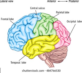 anatomy of the human brain. areas of the cerebral cortex. anatomy of the Central nervous system. the location of the convolutions.