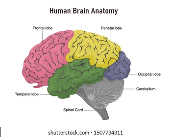 16,189 Cerebrum Images, Stock Photos & Vectors | Shutterstock