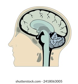 Anatomía del cerebro humano. Cabeza en sección longitudinal. Afiche médico, diagrama. Ilustración del vector