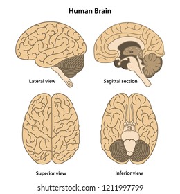 Anatomy of the human brain. Lateral, superior, inferior views and sagittal section. Vector illustration