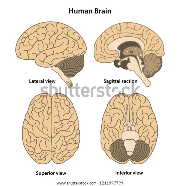 Anatomy Human Brain Lateral Superior Inferior Stock Vector