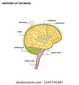 Anatomia do cérebro humano, mostrando o cérebro, cerebelo, tronco cerebral e outras partes do cérebro. ilustração vetorial. 