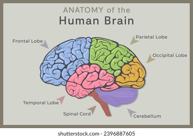 Anatomy of the Human Brain: Structure and Functions. Vector Illustration for Education. Study of Anatomy within the Fields of Physiology, Psychology, and Neurology