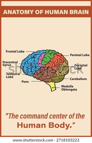 Anatomy of the Human brain vector diagram