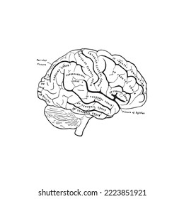 Anatomy of the Human Brain, vector illustration on white background