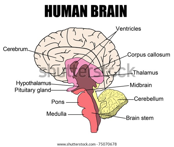 Anatomy Human Brain Vector Illustration Basic Stock Vector (Royalty ...