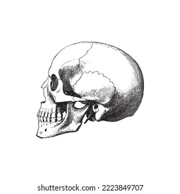 Anatomie des menschlichen Gehirns, Vektorgrafik auf weißem Hintergrund