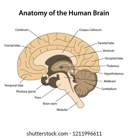 2,824 Labeled brain anatomy Images, Stock Photos & Vectors | Shutterstock