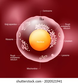 Anatomy of human cell. All organelles: Nucleus, Ribosome, Rough endoplasmic reticulum, Golgi apparatus, mitochondrion, cytoplasm, lysosome, Centrosome. animal cell