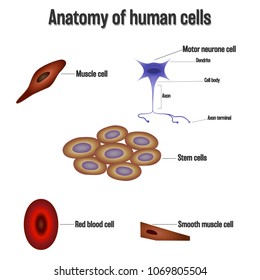 Anatomy of human cells isolated on white background as Health care and science concept. vector illustration.