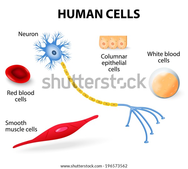 人体细胞 神经元 红白血球 柱状上皮细胞和平滑肌细胞 的解剖 矢量图示库存矢量图 免版税 196573562