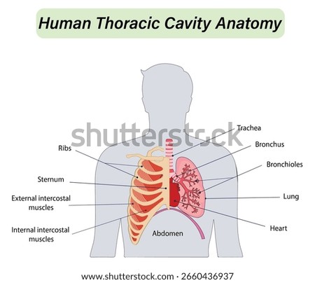 Anatomy of Human Chest Cavity Showing Lungs, Heart, Trachea, Bronchi, Ribs, and Sternum. medical diagram poster presentation