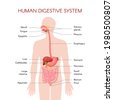 digestion diagram