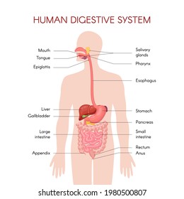Anatomy of the human digestive organs with description of the corresponding functions internal organs. Anatomical vector illustration in flat style isolated over white background.