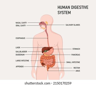 Anatomy of the human digestive organs with description of the corresponding functions internal organs.