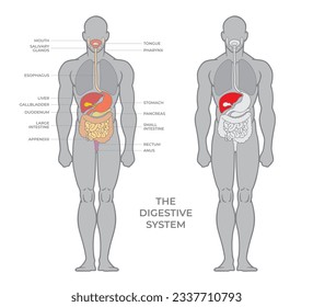 Anatomie der menschlichen Verdauungsorgane mit Beschreibung. Anatomisches Schema im Flachstil einzeln auf weißem Hintergrund oder Infografik, Vektorgrafik