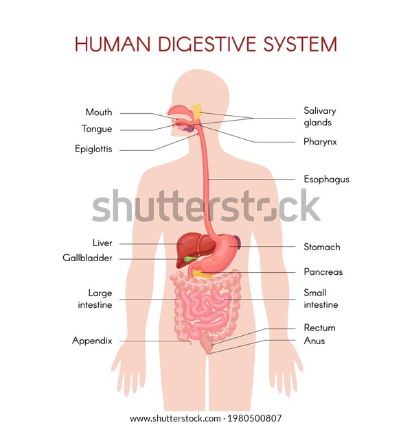 Anatomy of the\
human digestive organs with description of the corresponding\
functions internal organs. Anatomical vector illustration in flat\
style isolated over white\
background.